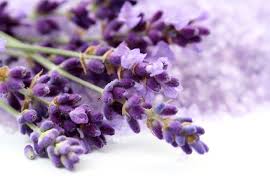 lavanda